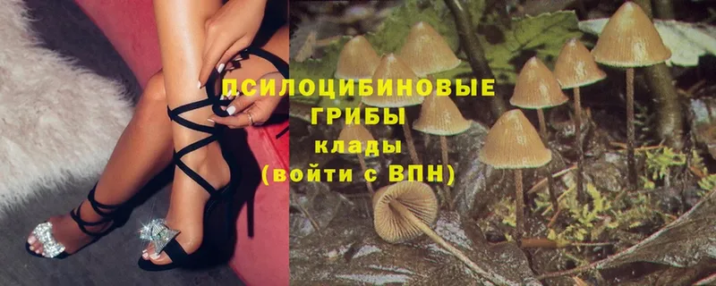 Галлюциногенные грибы Psilocybine cubensis  купить закладку  Уссурийск 